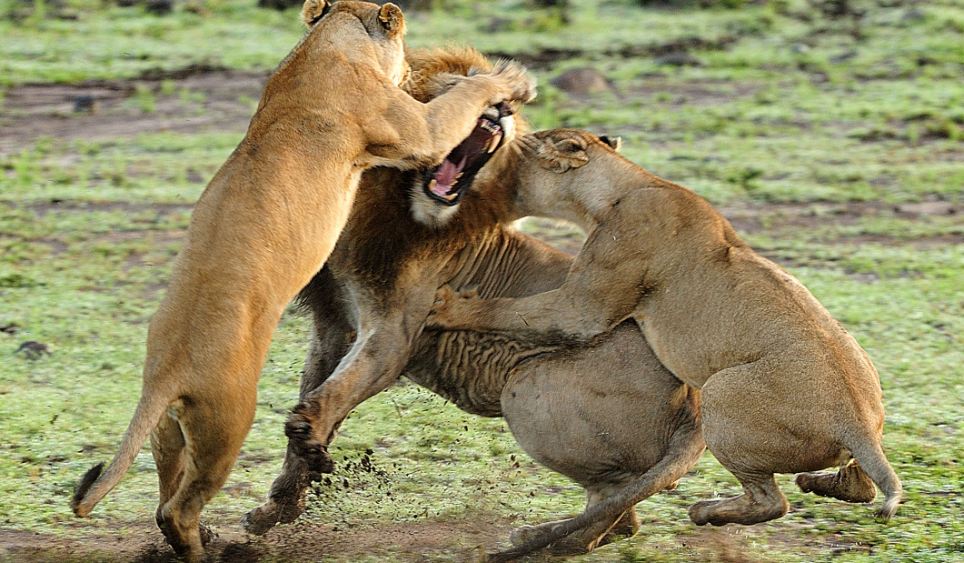 Lions fighting
