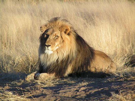 Karoo lion