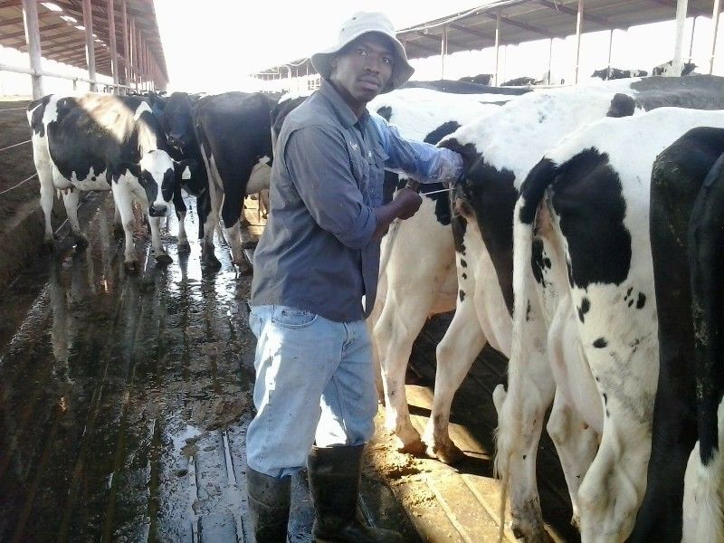 Dairy Farm Manager