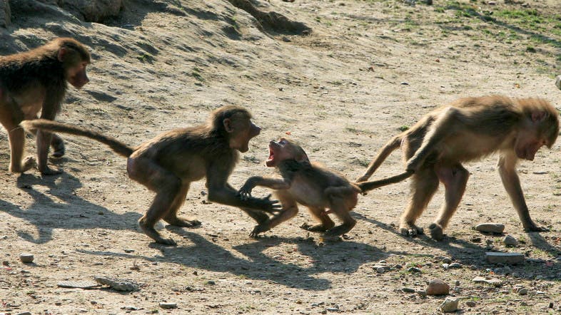 Heatstroke kills monkeys