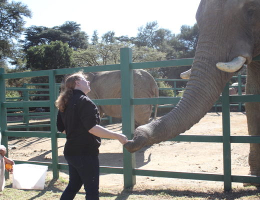 Joburg Zoo elephants
