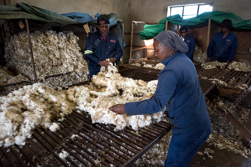 Wool Sorting Manager