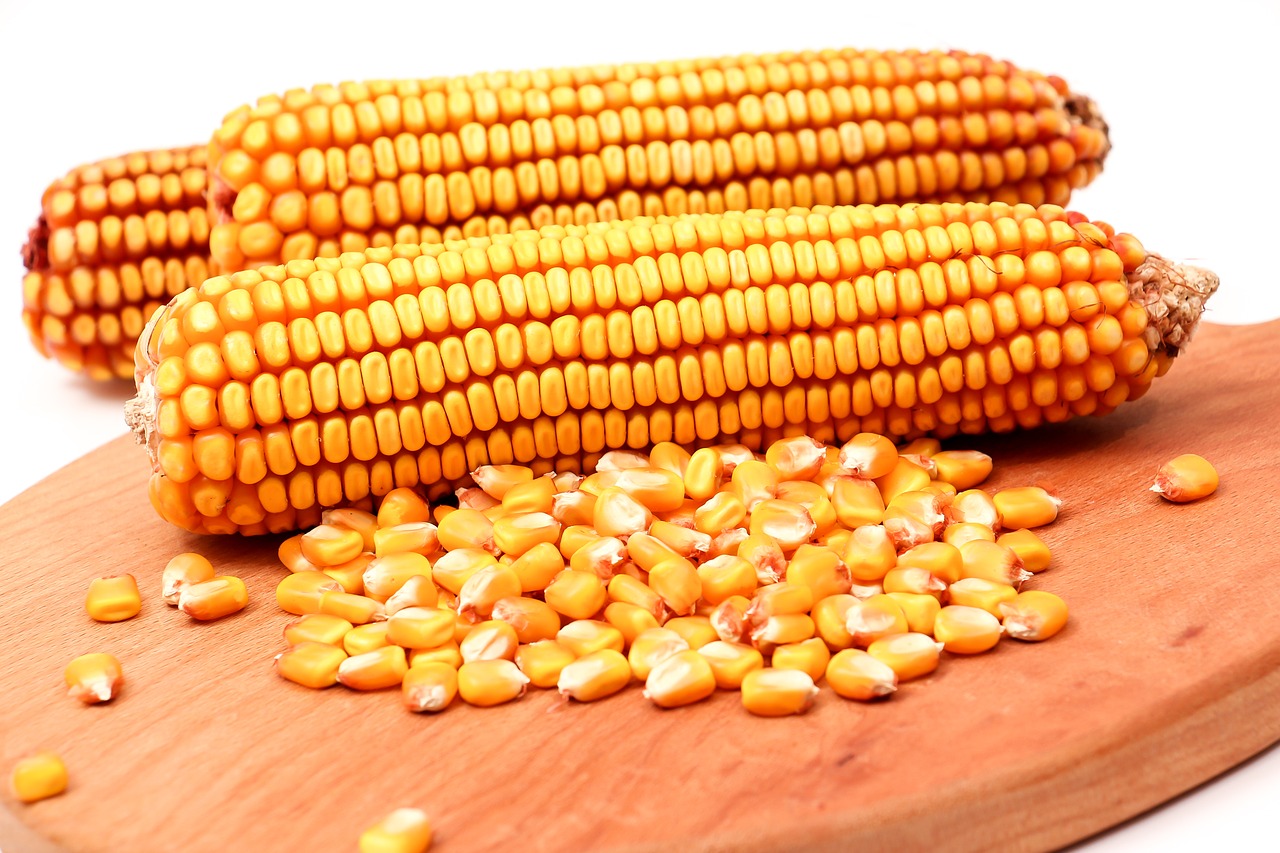 shortage of maize
