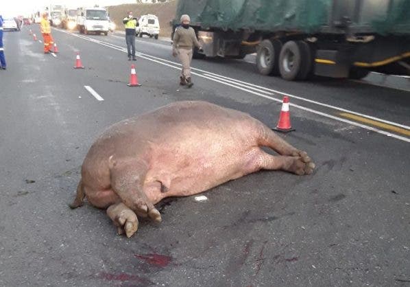 hippo dead