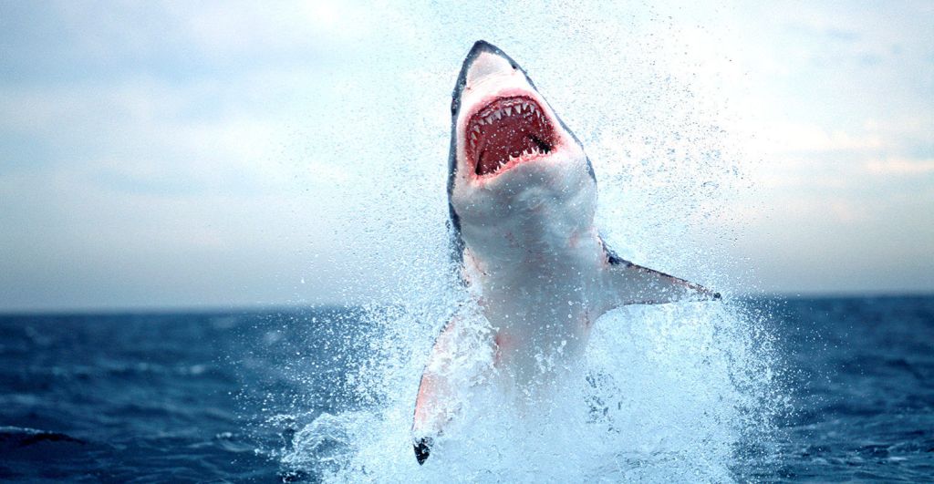 Australian shark attack