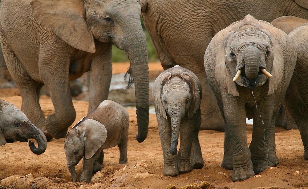 Baby african elephants