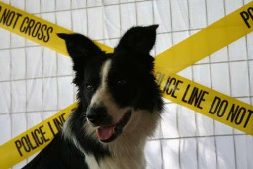 dog crime scene
