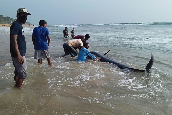 120 whales rescued after mass stranding in Sri Lanka