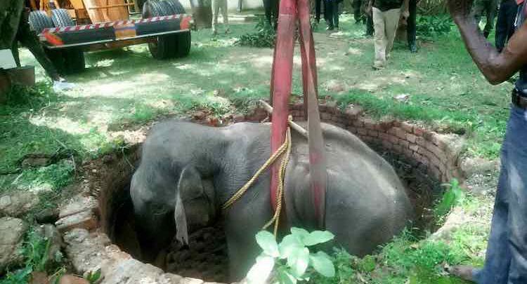 Elephant rescued after falling