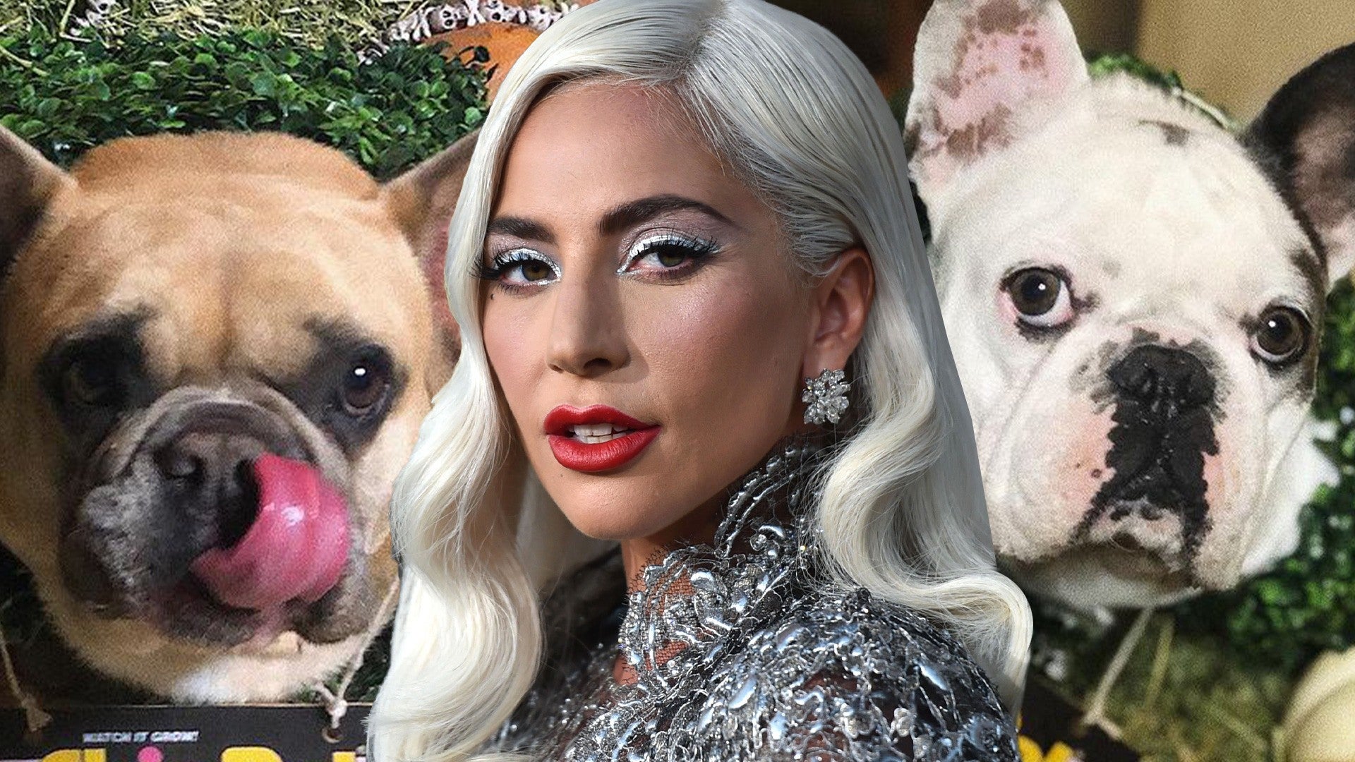 Lady Gaga and her dogs