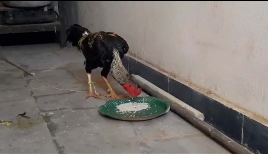 Shock as chicken stabs and kills its owner with knife, police lock up the chicken