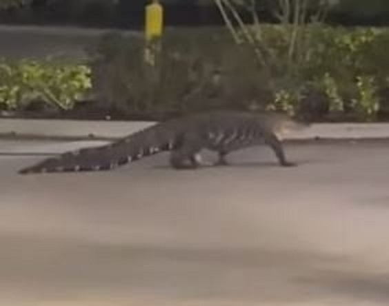 Crocodile spotted taking a morning stroll at the Mall