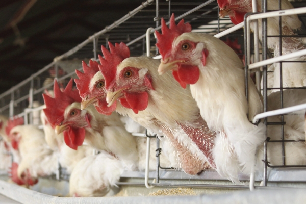 Botswana bans poultry products