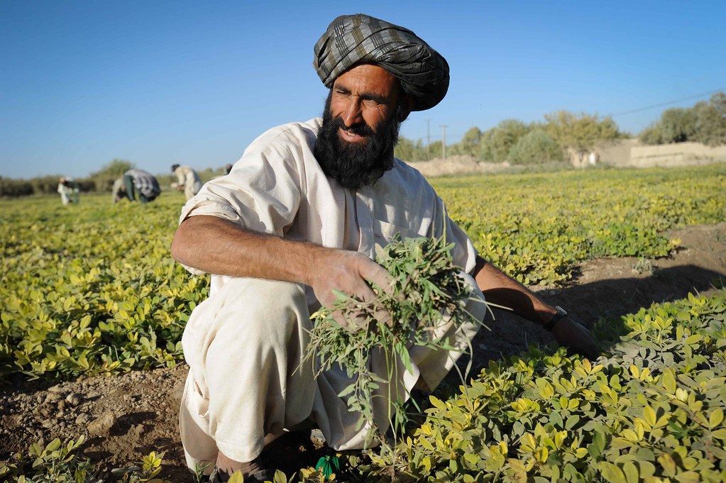Afghan farmers