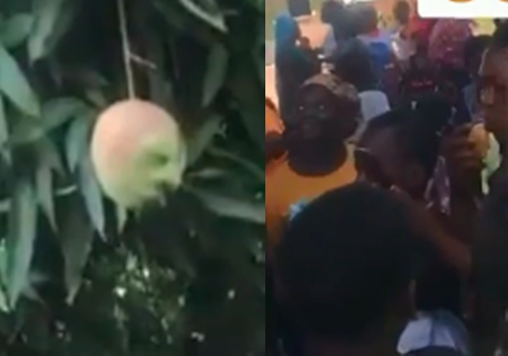 Community discovers mango with human face hanging from the tree