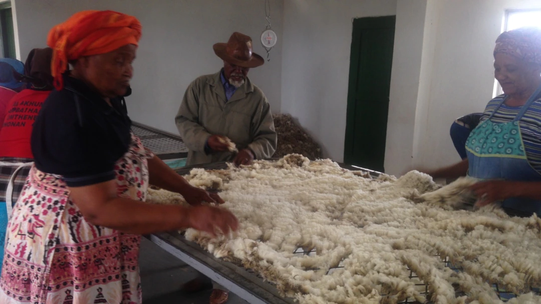 SA wool products