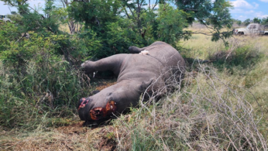 2 rhinos brutally killed and dehorned at Limpopo game reserve