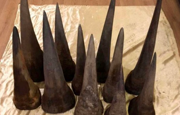 Hawks arrest Parks and Tourism Board official over theft of R9 million rhino horns